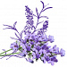 Lavandula angustifolia (lavender) flower extract (Экстракт цветов лаванды)