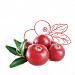 Vaccinium Macrocarpon (Cranberry) Fruit Extract (экстракт клюквы)