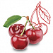 Prunus Cerasus (Bitter Cherry) Extract (экстракт вишни) 